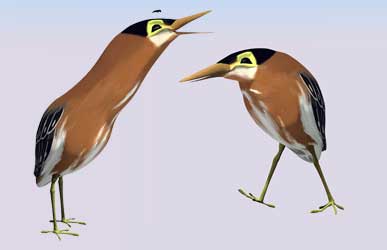 AustinHeron