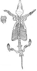 Scapanuslatimanus